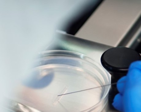 Hand of scientist working with a petri dish.  